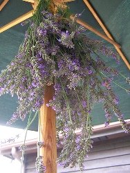 Hang Lavender upside down